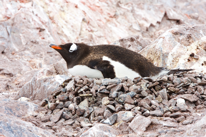 Gentoo Penguin On Nest